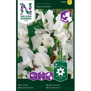 Fröer Nelson Garden Luktärt Royal White Vit
