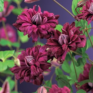 Klematis 'Purpurea Plena Elegans' 5-pack