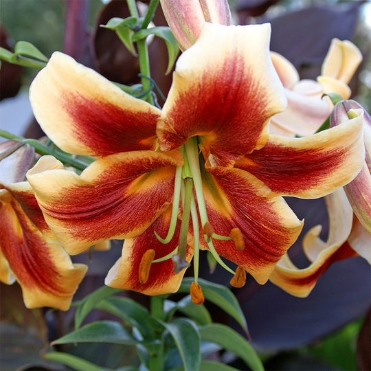 Orientlilja 'Debby'
