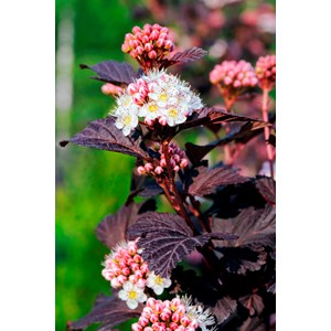 Smällspirea Tiny Wine, 1-pack