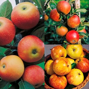 Familjeträd Äpple