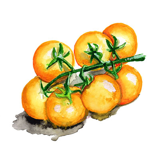 Dwarftomat 'Desert Star'