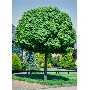 Klotlönn Globosum Högstam st.omf 8-10 cm