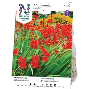 Vårlök Nelson Garden Crocosmia Lucifer Rödorange