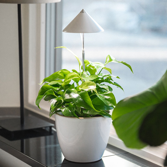 SunLite växtlampa med teleskopstativ, vit