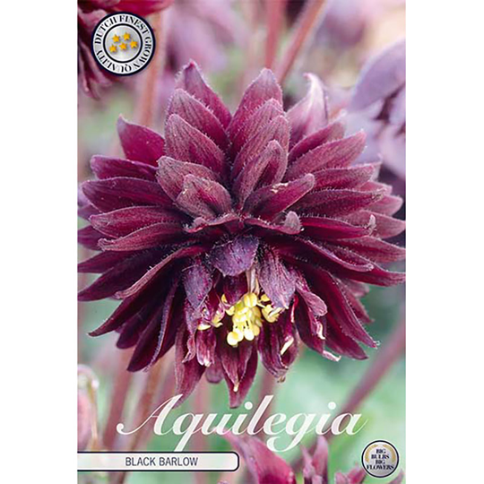 Akleja 'Black Barlow'