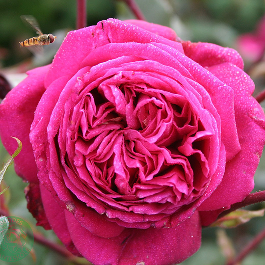 Ros 'Natalie Renaissance'