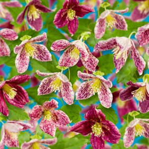 Klematis Cirrhosa 'Freckles' 5-pack