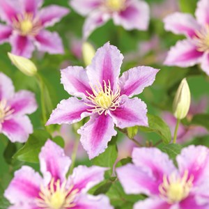Klematis 'Piilu' 3-pack