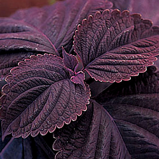 Palettblad 'Giant Exhibition Palisandra Black'