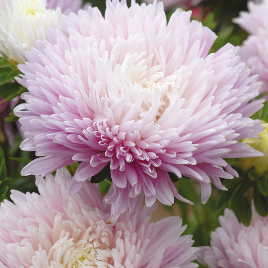 Sommaraster 'Kingsize Appleblossom'
