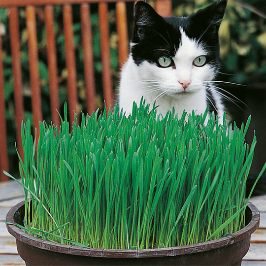 Kattgräs