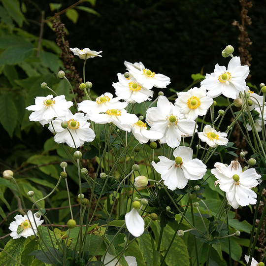 Höstanemon 'Honorine Jobert'