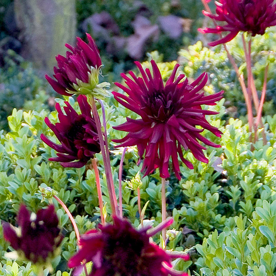 Kaktusdahlia ’Nuit d’Eté’