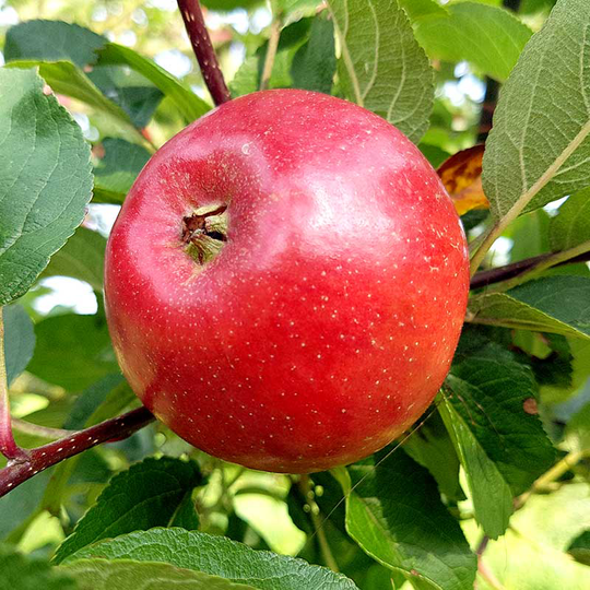 Äpple 'Folke'