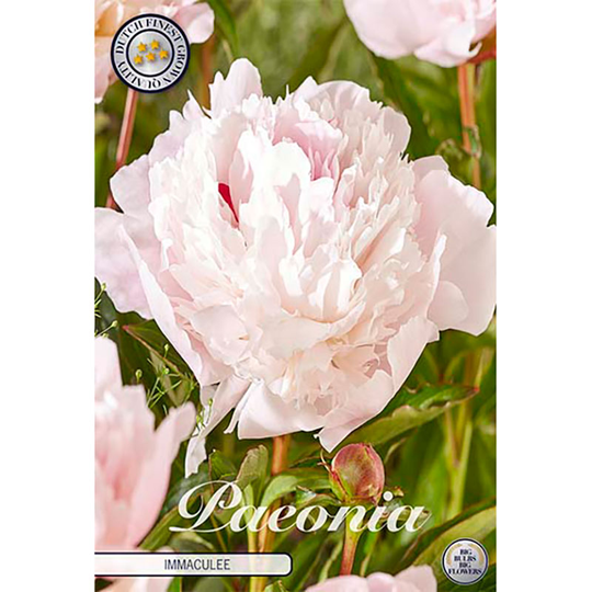 Luktpion 'Immaculee'