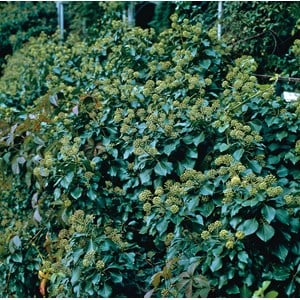 Buskmurgröna 'Arborescens' CO, 25-30 cm 1-pack