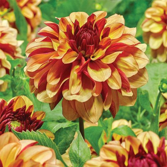Dekorativdahlia ’Crème de Cognac’