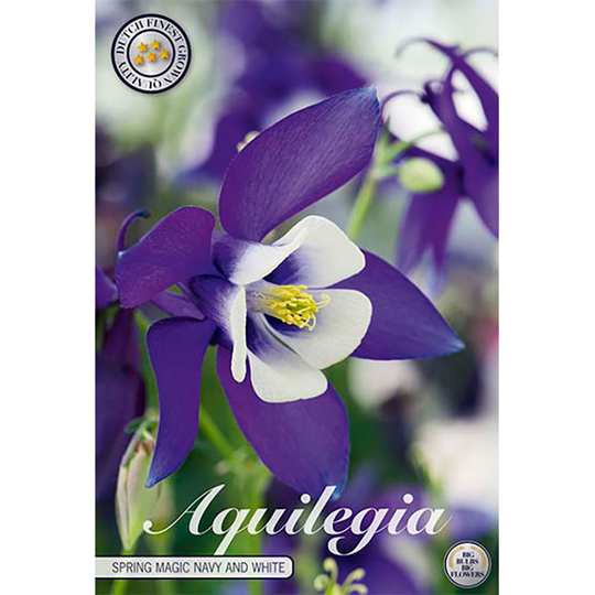Akleja 'Navy and White'