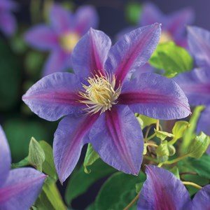 Klematis 'Barbara Jackman' 1-pack