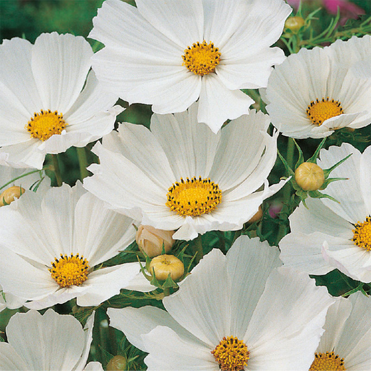 Rosenskära 'Gazebo White'