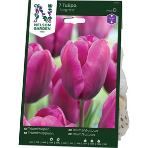 Höstlök Nelson Garden Triumftulpan Negrita Purpur Lila