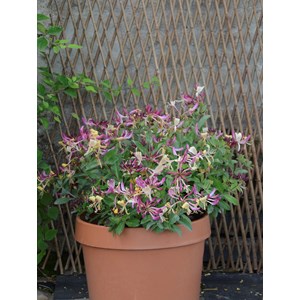 Vilkaprifol 'Chic & Choc', 5-pack