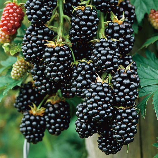 Björnbär 'Black Satin'