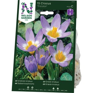 Höstlök Nelson Garden Grekisk Krokus Tricolor Lila/Gul/Vit