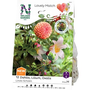Vårlök Nelson Garden Dahlia, Lilium och Oxalis Lovely Match
