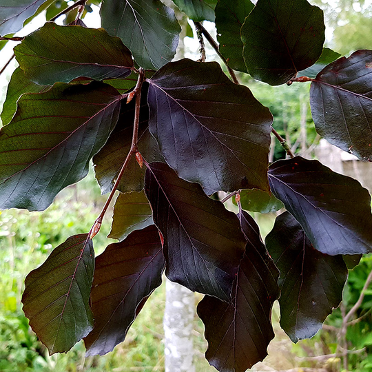 Blodbok, Fagus sylvatica 'Purpurea'