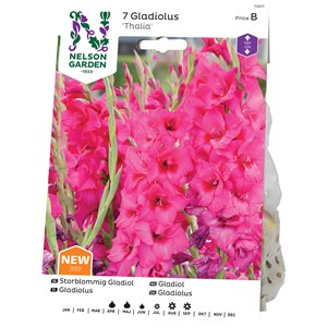 Vårlök Nelson Garden Gladiol Storblommig Thalia, Rosa