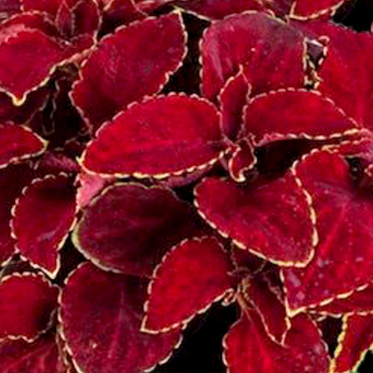 Palettblad 'Fairway Red Velvet'