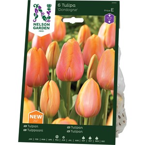 Höstlök Nelson Garden Sen Enkel Tulpan Dorgne Aprikos