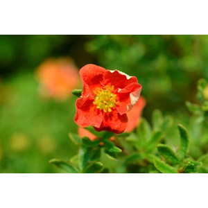 Ölandstok 'Marian Red Robin', Röd 10-pack