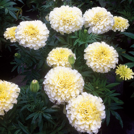 Stor tagetes 'Buttercream' F1
