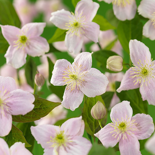 Klematis 'Mayleen'