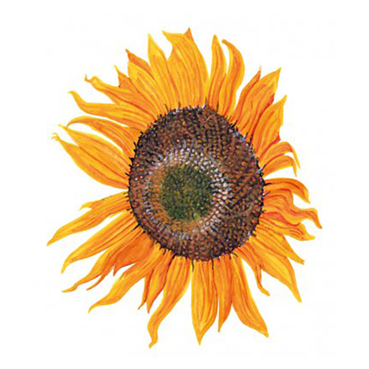 Solros 'Peredovick'