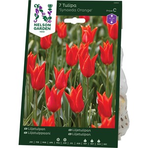 Höstlök Nelson Garden Liljetulpan Synaeda Orange