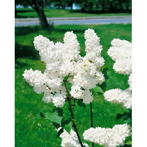 Syrén vit 'Alba' 30-50 cm 5-pack
