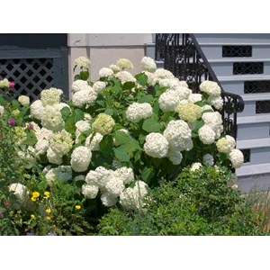 Vidjehortensia 'Annabelle' CO, Vit 10-pack