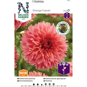 Vårlök Nelson Garden Dekorativdahlia Hög Orange Fubuki Laxrosa