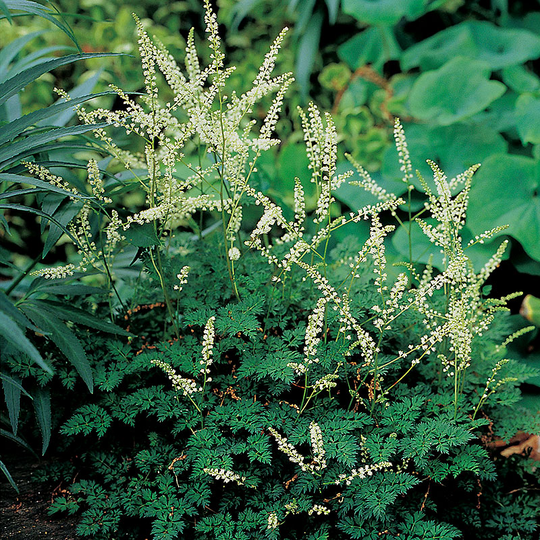 Koreansk plymspirea, 3-pack