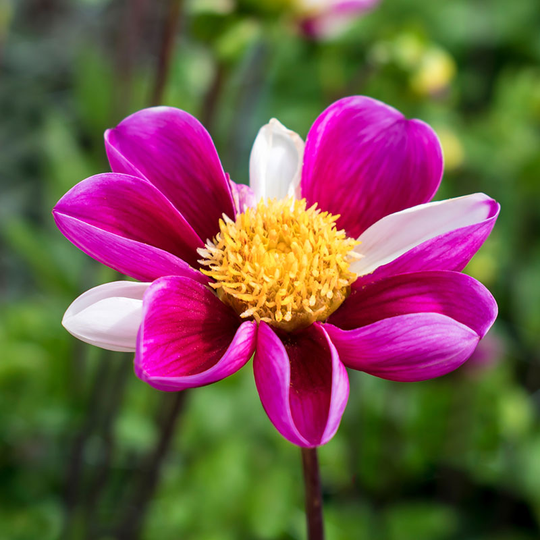 Trädgårdsdahlia ’Smarty’