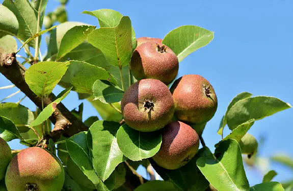 Beskära äppelträd - så här ska du göra