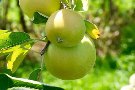 Beskärning av äppelträd